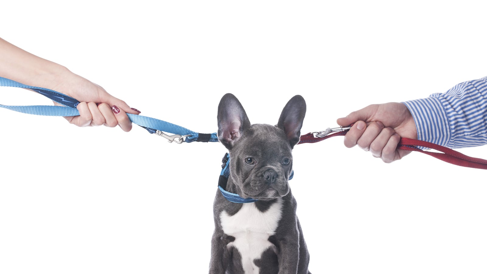 articles/2016/05/15/the-dog-the-dogged-and-me-a-divorce-story/160514-dexter-dog-divorce-tease_ztd5dt