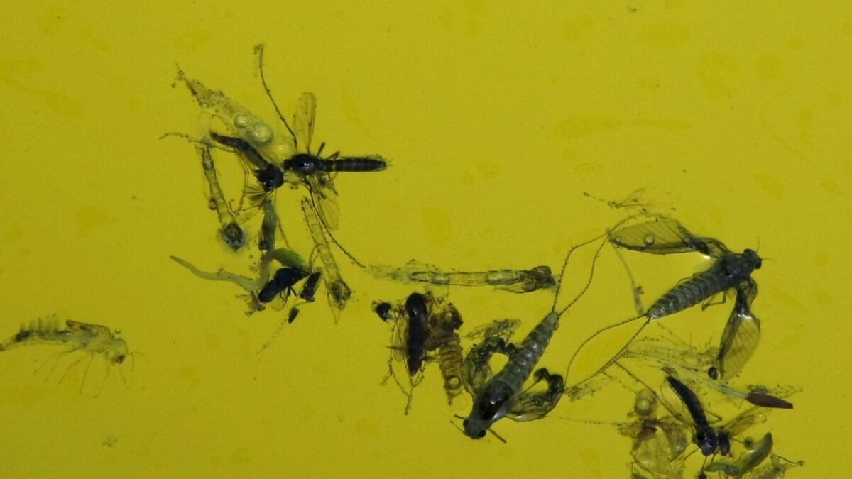 cheats/2012/09/05/west-nile-outbreak-worst-ever/west-nile-worst-ever-cheat_drgyac