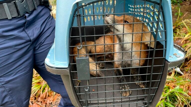 FPwSfQwWUAAA3Ry_uxmfap