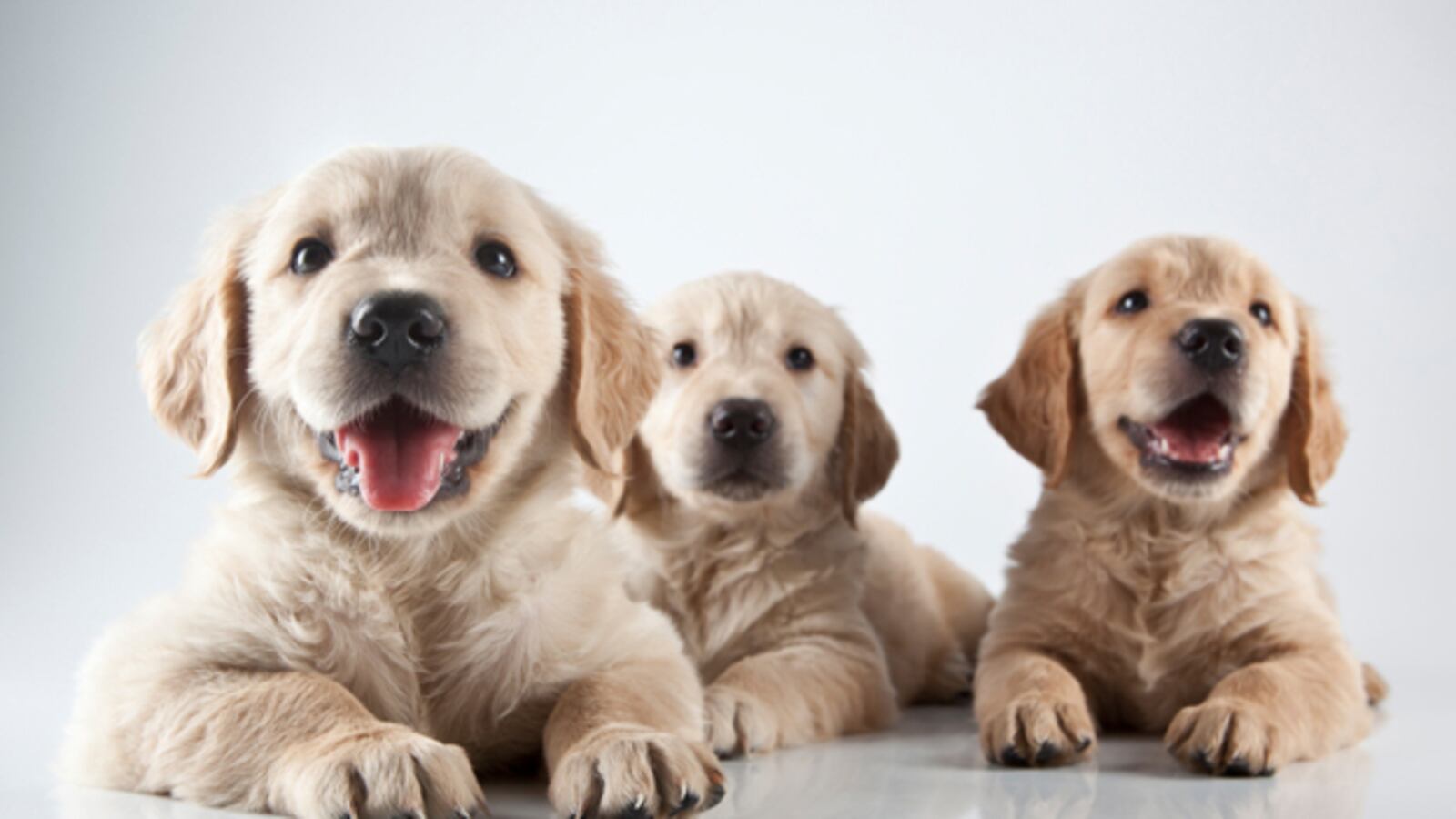 cheats/2011/02/22/half-of-americas-pets-are-fat/pets---dog_cxowmh