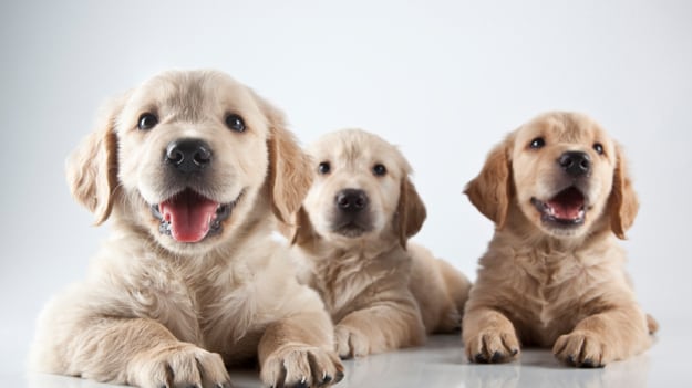 cheats/2011/02/22/half-of-americas-pets-are-fat/pets---dog_cxowmh