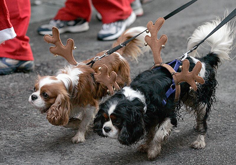 galleries/2010/12/22/reindogs/reindogs-2_boma6o