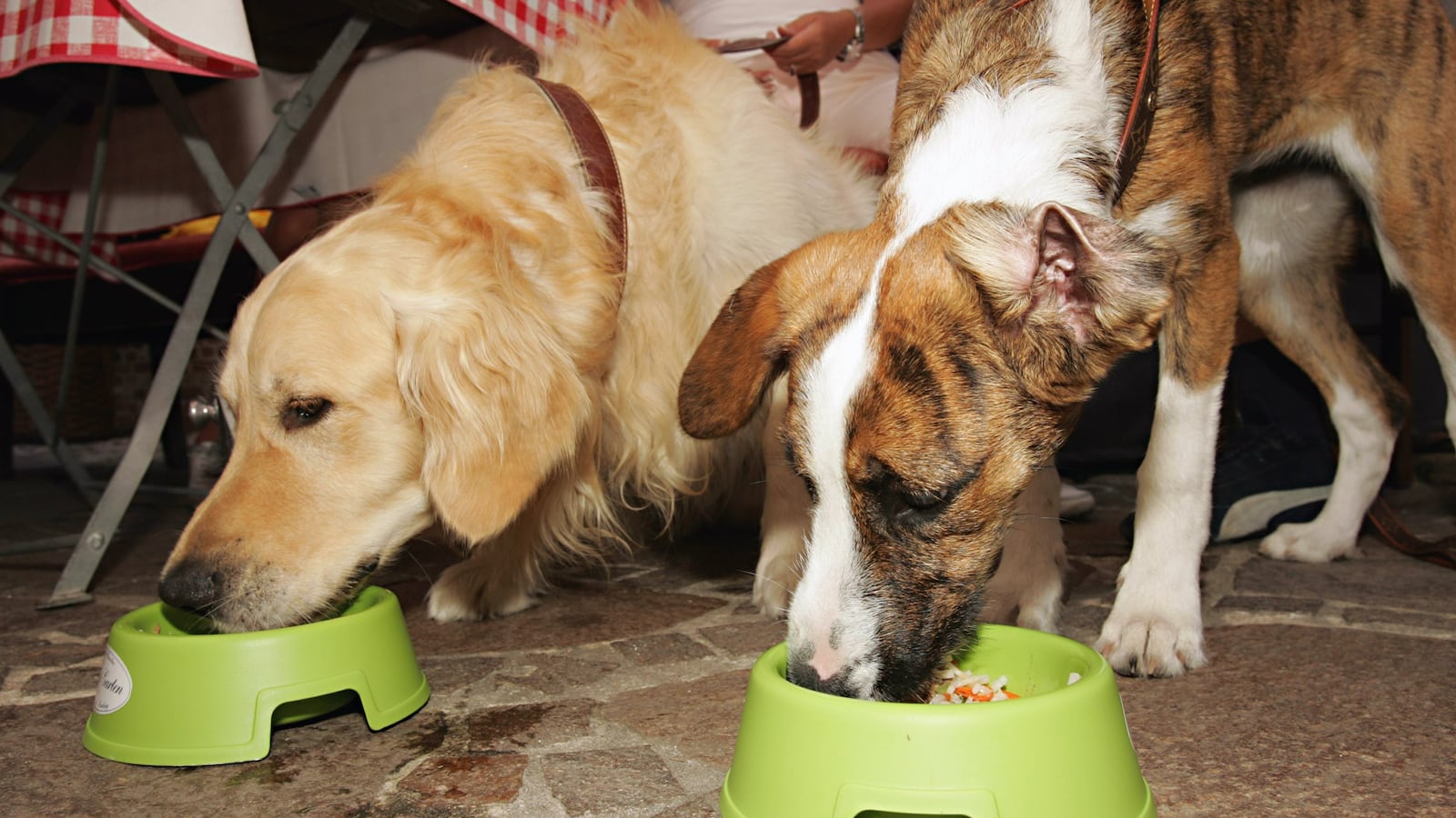 Dogs eating from bowls.