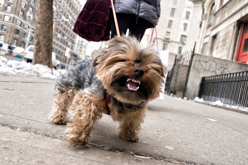 galleries/2015/02/22/inside-the-posh-life-of-a-new-york-yorkie-photos/150220-bear-dog-11_yyjvil