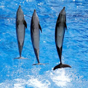 2017-05-11T000000Z_1481890126_RC1EEC311B00_RTRMADP_3_FRANCE-DOLPHINS-BAN_pkb7ar