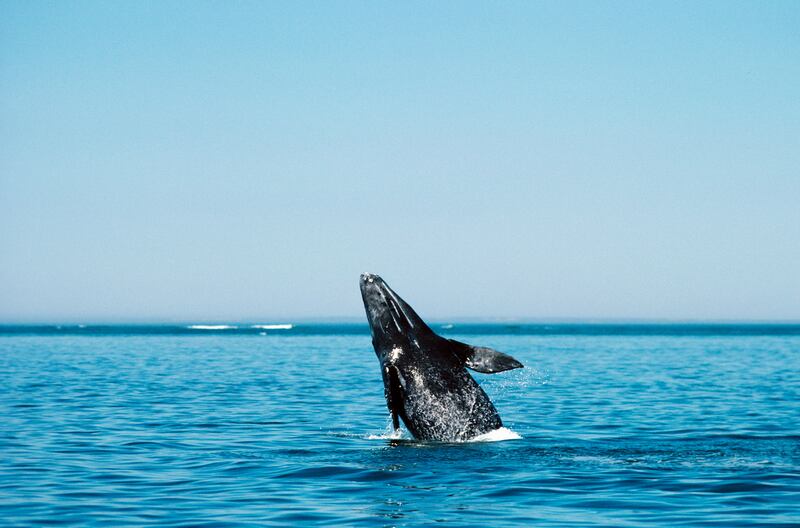 220319-oconnor-baja-embed2_qvc50b