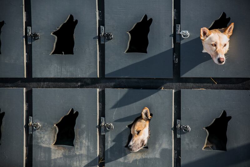 galleries/2014/03/06/gather-the-dogs-it-s-time-to-mush-iditarod-in-full-swing-photos/140306-iditarod-race4_f17jhn