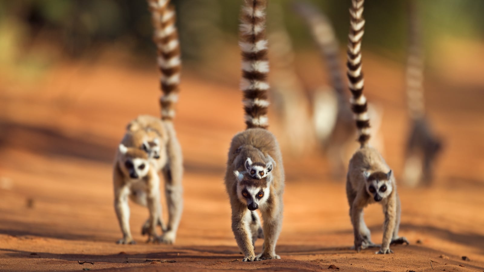 GettyImages-114996861_1_ampjfo