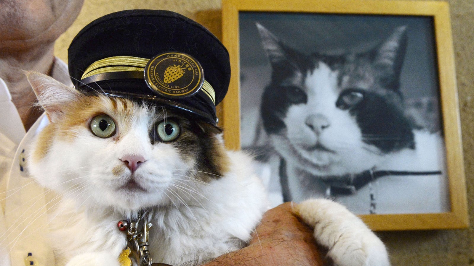 articles/2015/08/25/cat-is-japan-s-new-railway-stationmaster/150825-katz-japan-cat-train-tease_jkhiy9