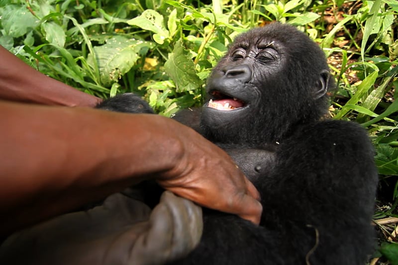 galleries/2014/11/06/a-belgian-prince-gorillas-guerrillas-the-future-of-virunga-photos/141105-congo-prince4_ql4568