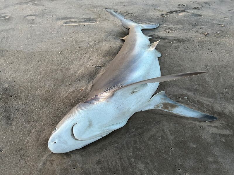 A shark was found washed ashore in the Hamptons.