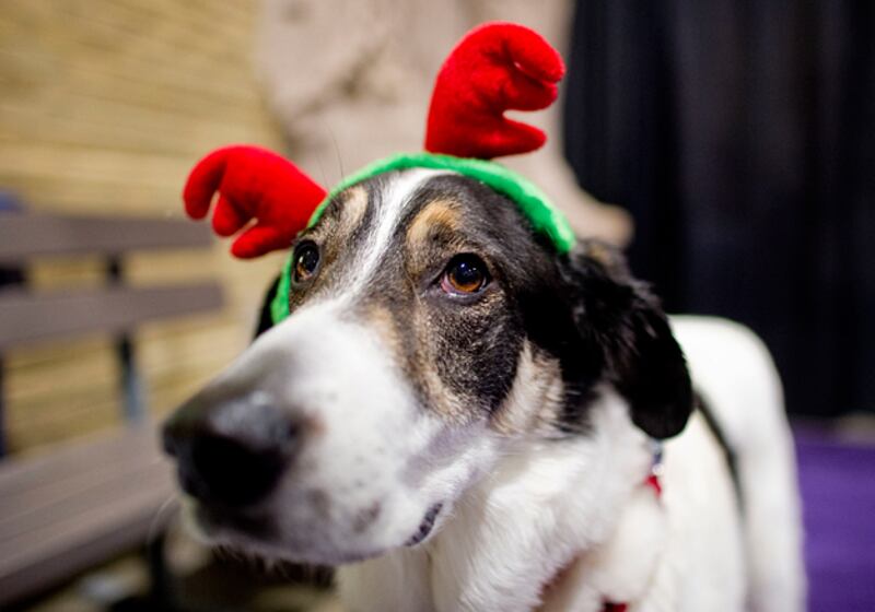 galleries/2010/12/22/reindogs/reindogs-4_jlxkc5