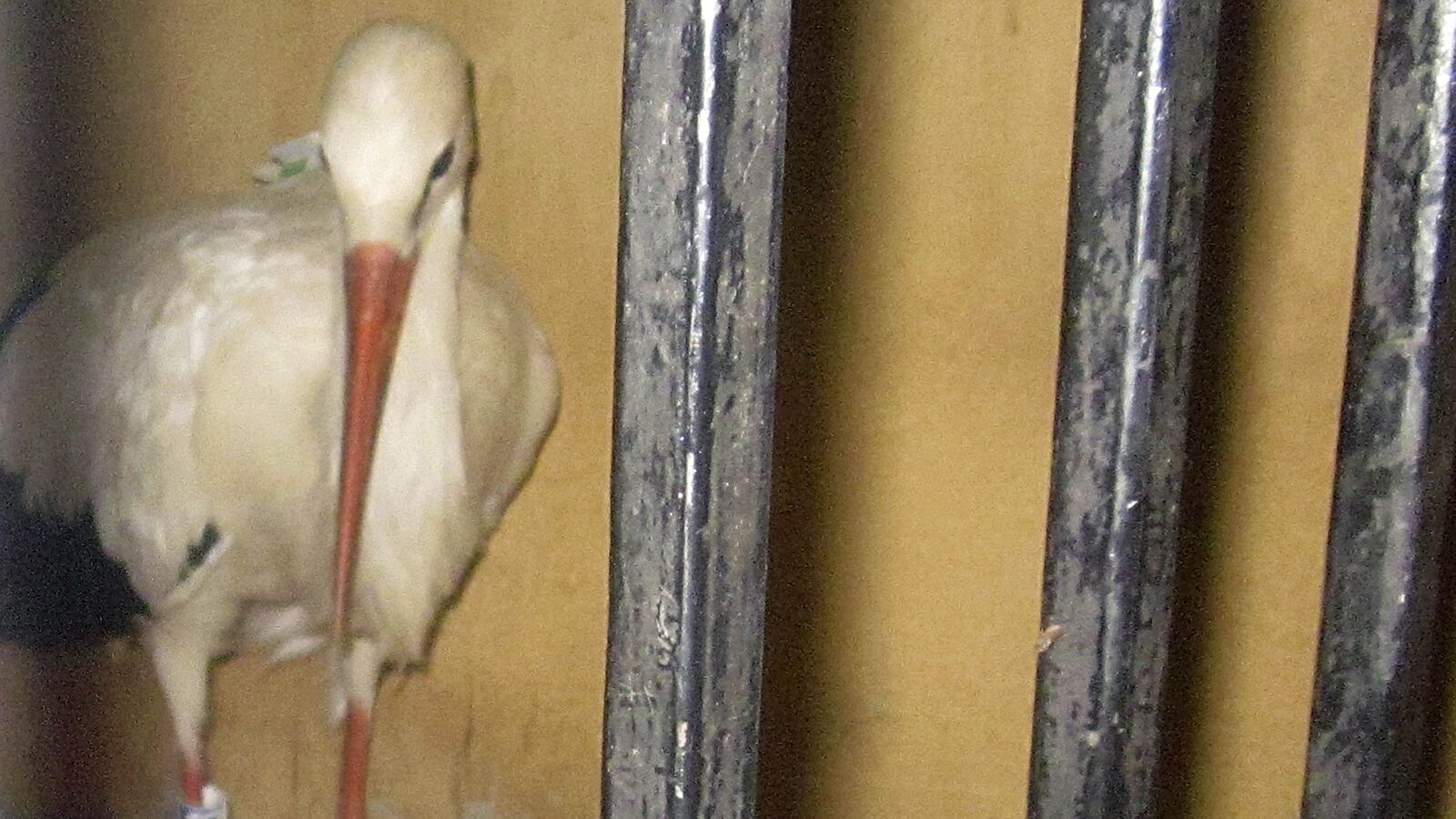 cheats/2013/09/02/stork-detained-for-spying-in-egypt/130902-egypt-stork-cheat_cite1w
