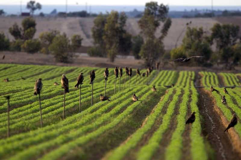 articles/2012/08/08/romney-s-kibbutz-aversion/kibutz-openz_eqddyf