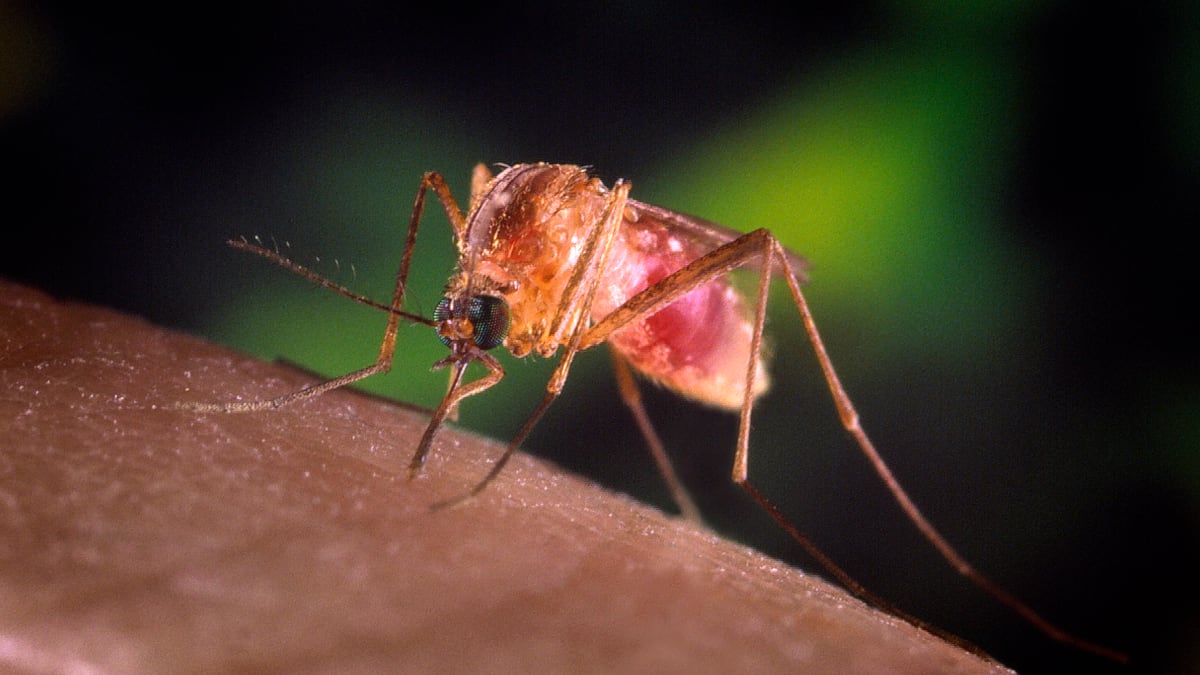 articles/2012/08/17/mosquitoes-and-stagnant-water-why-west-nile-virus-keeps-returning/west-nile-virus-dallas-sepkowitz_ugjrcr