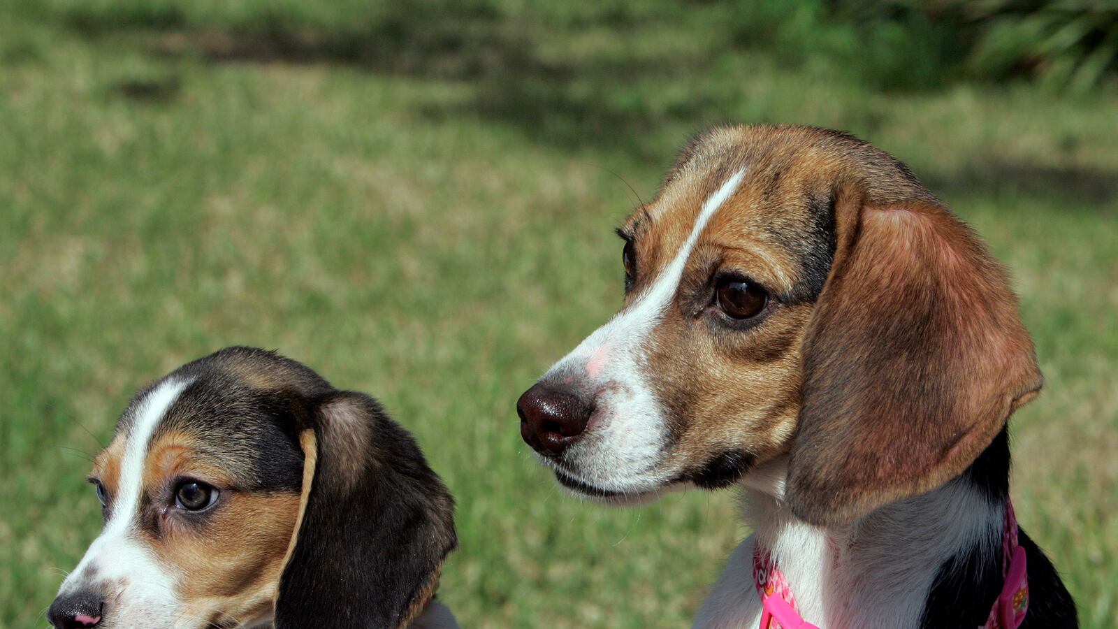 cheats/2016/08/31/mo-researchers-sued-for-blinding-beagles/160831-blinding-beagles-cheat_epu1c1