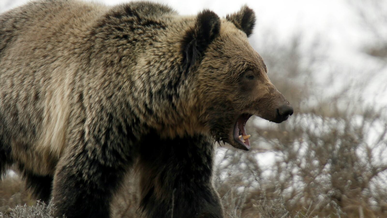 cheats/2015/08/09/grizzly-bear-kills-hiker-at-yellowstone/150809-grizzly-cheat_wcy4ba