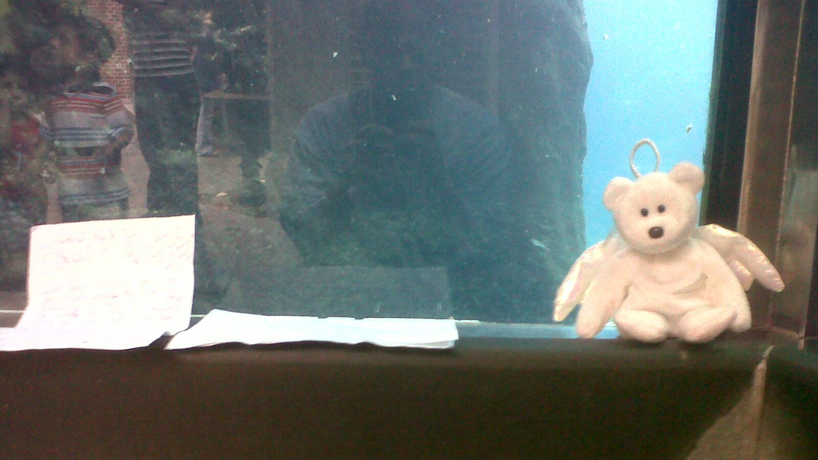 articles/2013/08/29/a-eulogy-for-gus-central-park-s-polar-bear-man-of-mystery/130829-jones-gus-tease_xgahpz