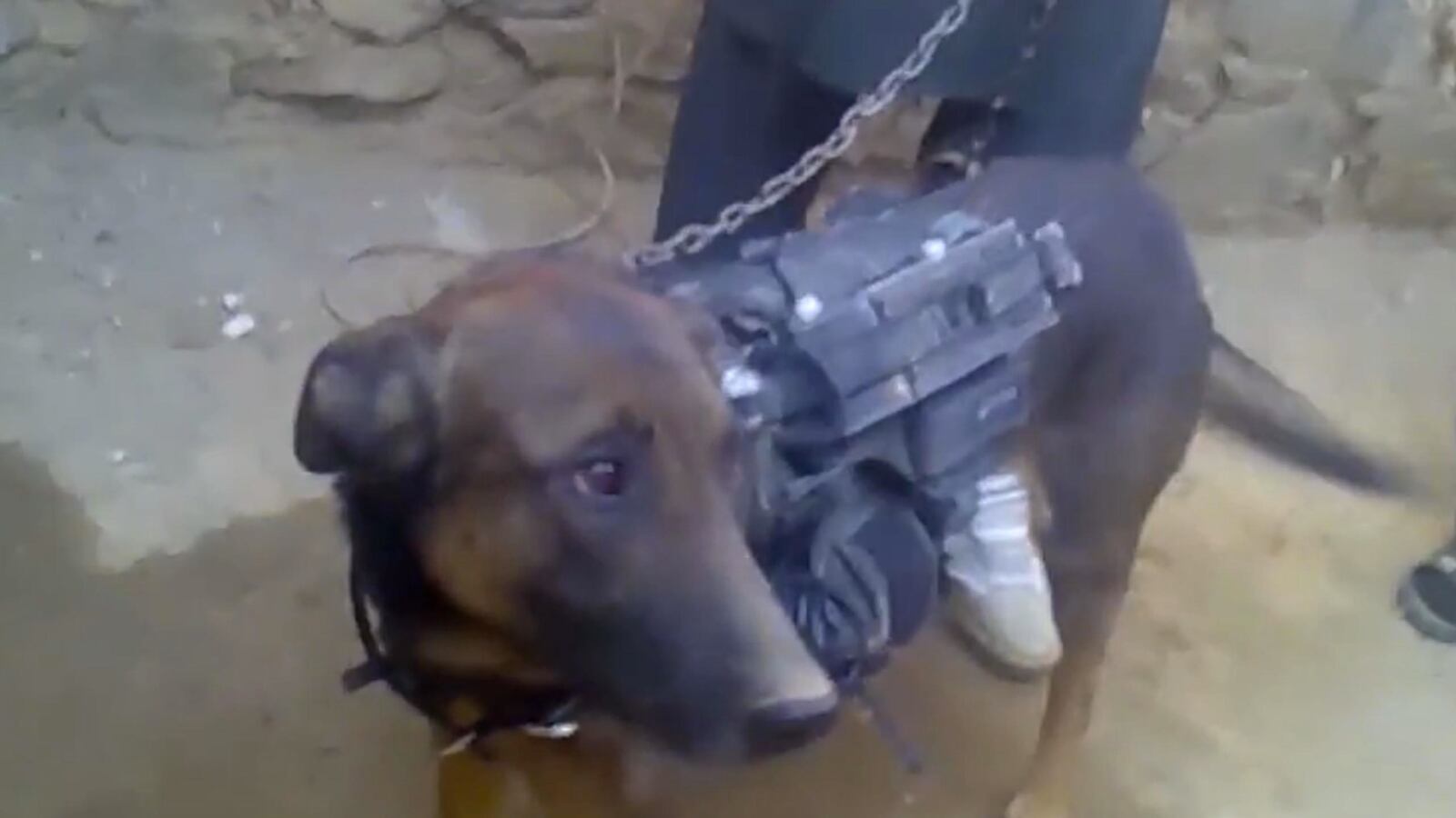 articles/2014/02/11/the-taliban-trolled-the-internet-with-a-dog-video-and-upstaged-an-american-pow/140207-taliban-dog-cheat_x1qba6
