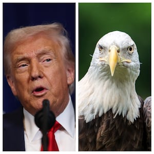 Donald Trump, Bald Eagle