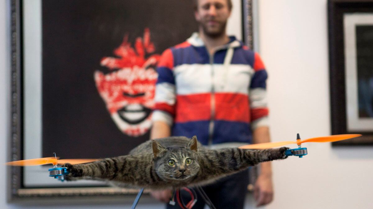 cheats/2012/06/04/taxidermy-cat-takes-to-the-air/dead-cat-artist-helicopter-cheat_bzdbxl