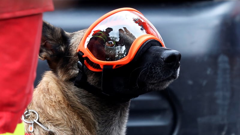 170925-Rescue-dogs-mexico-gal-01_iucvit