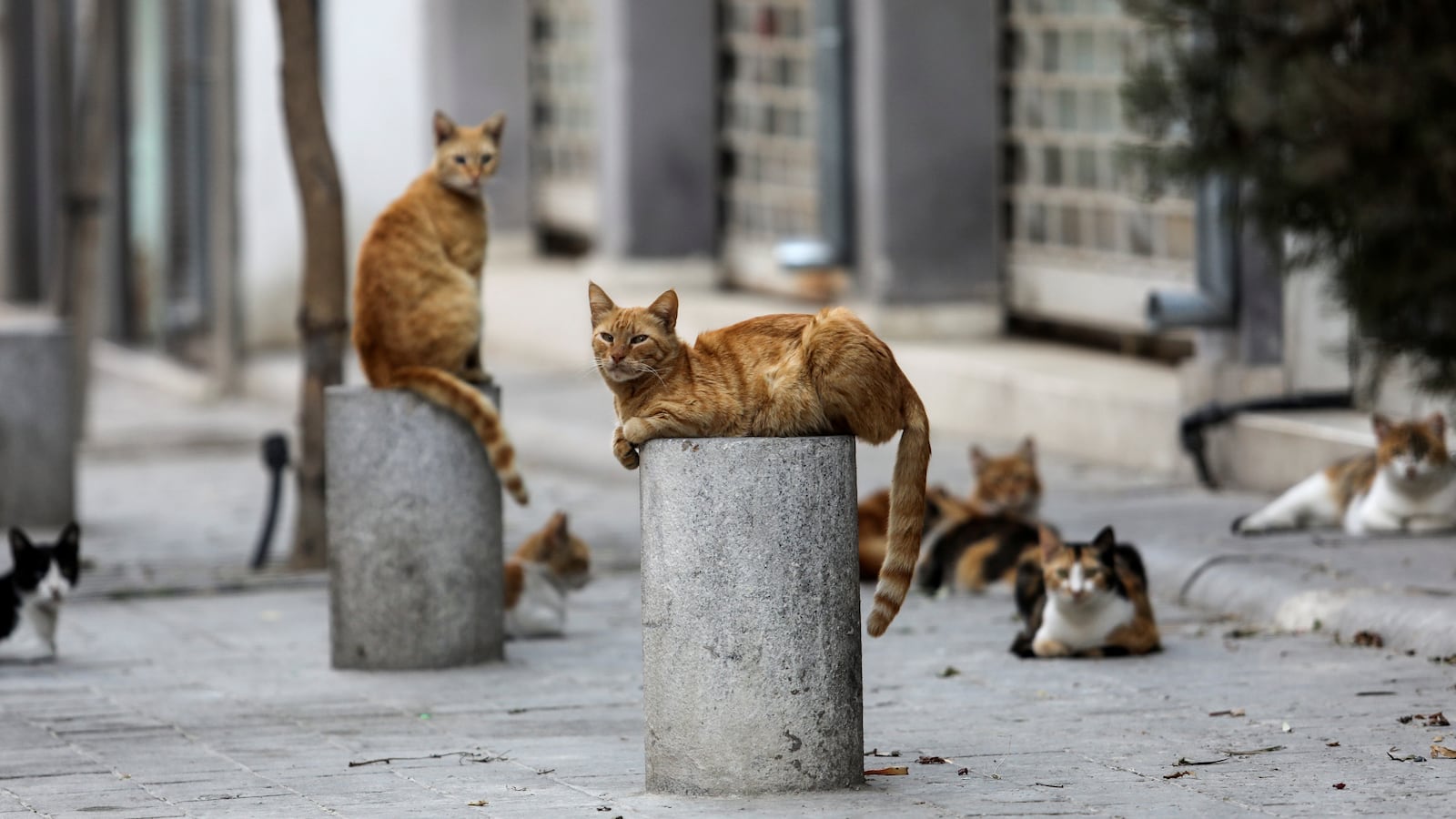 Stray cats rest on a street in the old city of Nicosia, Cyprus, April 27, 2021.