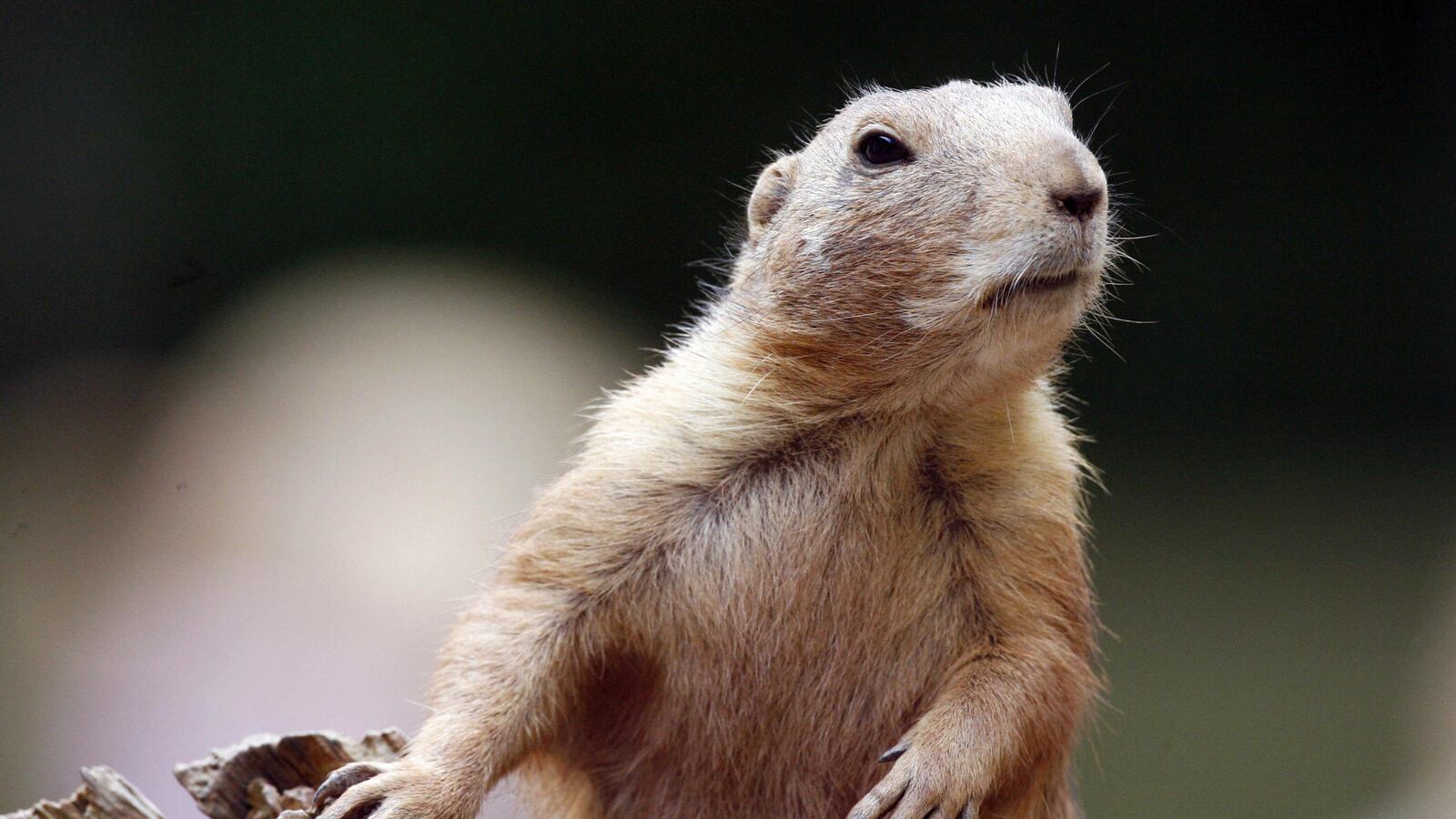 articles/2016/09/07/colorado-developer-bulldozes-over-live-prairie-dogs/160907-Place-developer-bulldozes-prairie-dogs-Tease_dr6c9w