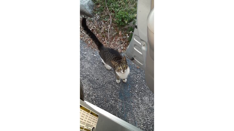 Quinny the missing cat