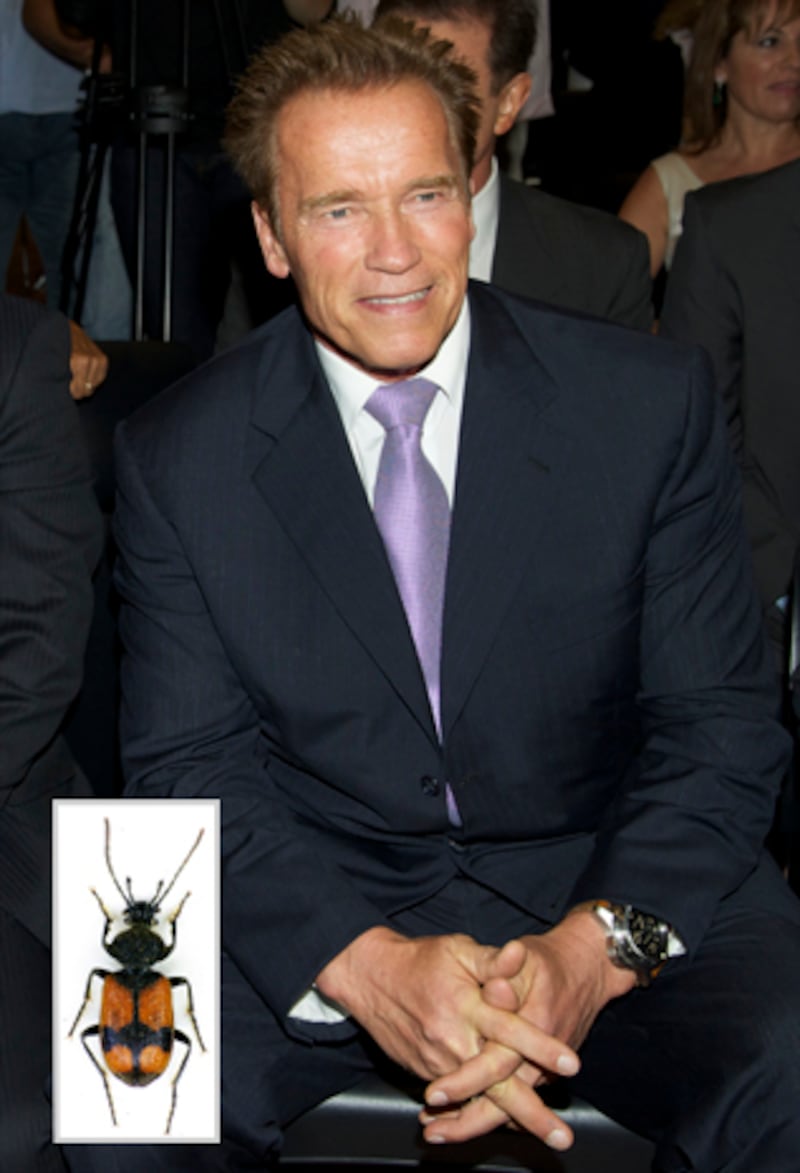 galleries/2012/01/05/hasselhoff-crab-and-10-more-species-named-after-celebrities-photos/species-named-after-celebs-arnold_kw4lo9
