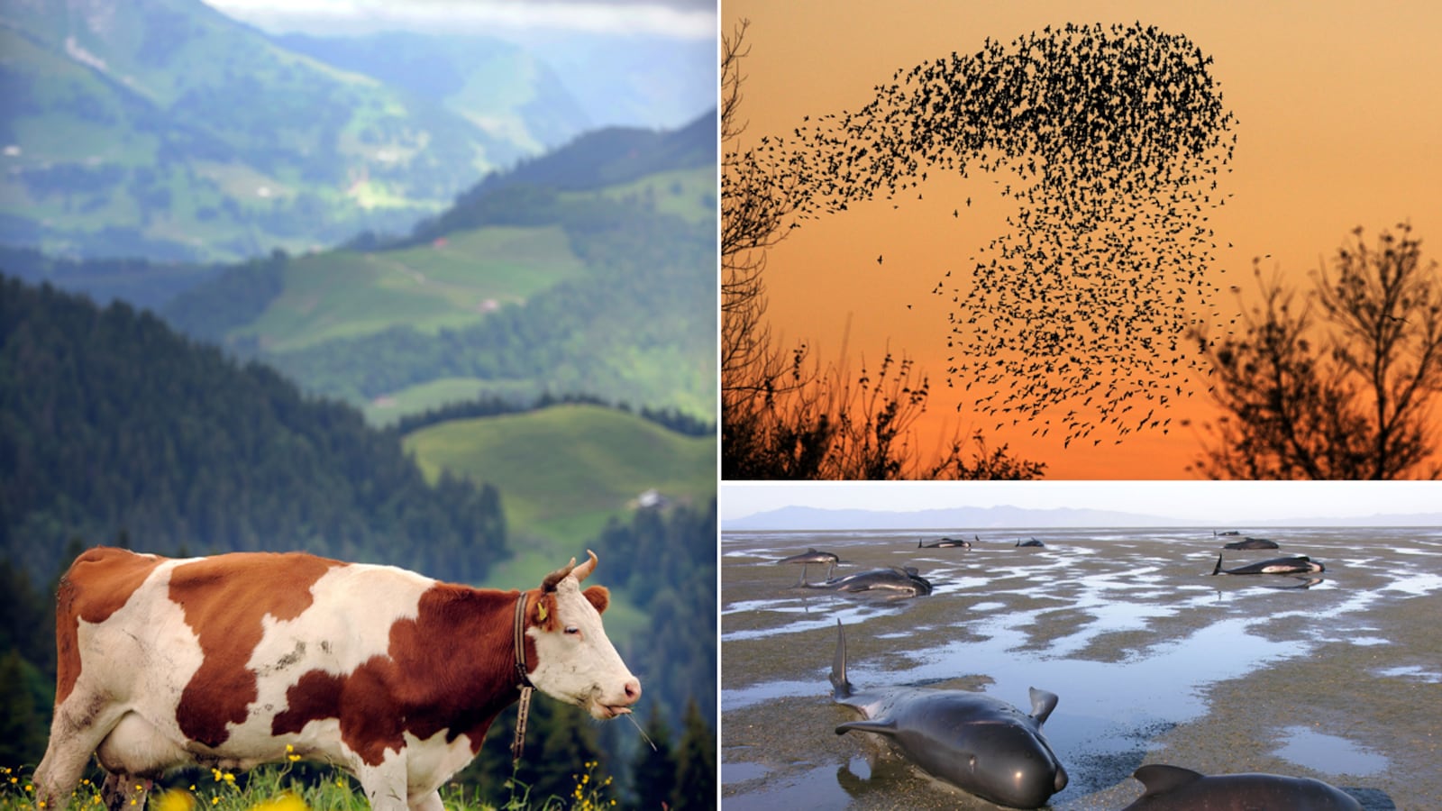 galleries/2012/10/02/starlings-dive-bomb-the-autobahn-more-animal-suicides-photos/animal-suicides-tease_v4lakc