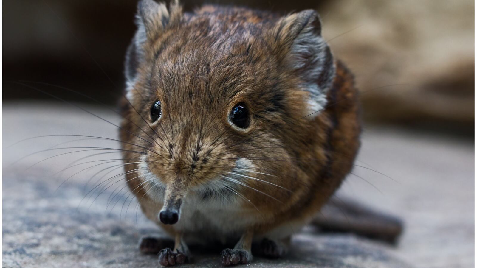 GettyImages-526187051_hfrcap