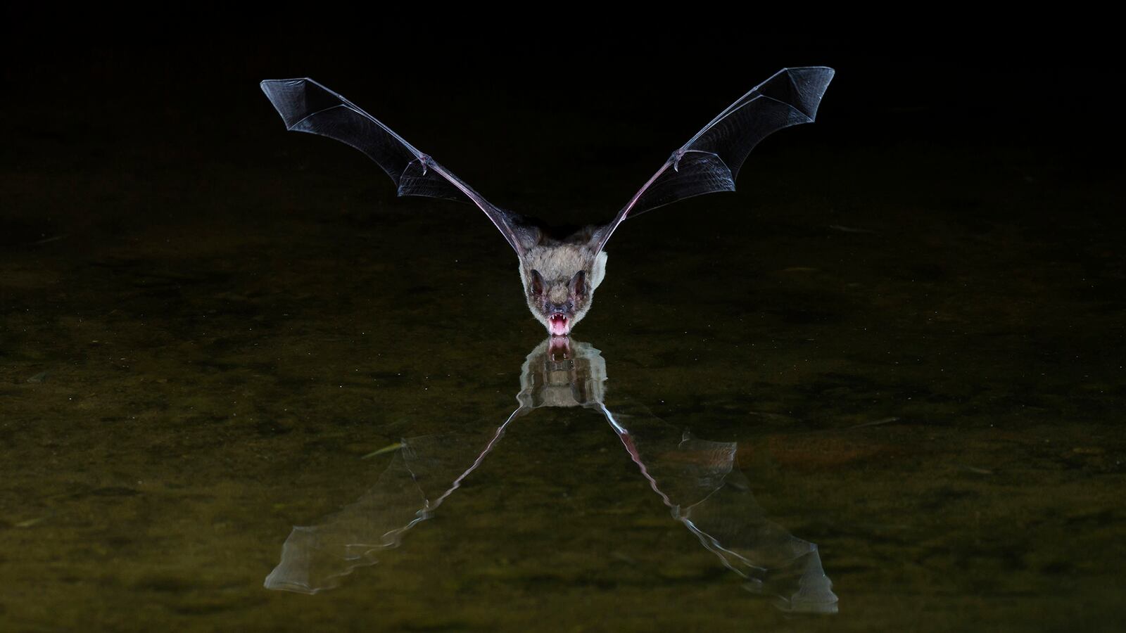 190122-bat-water-tease_guu2ln