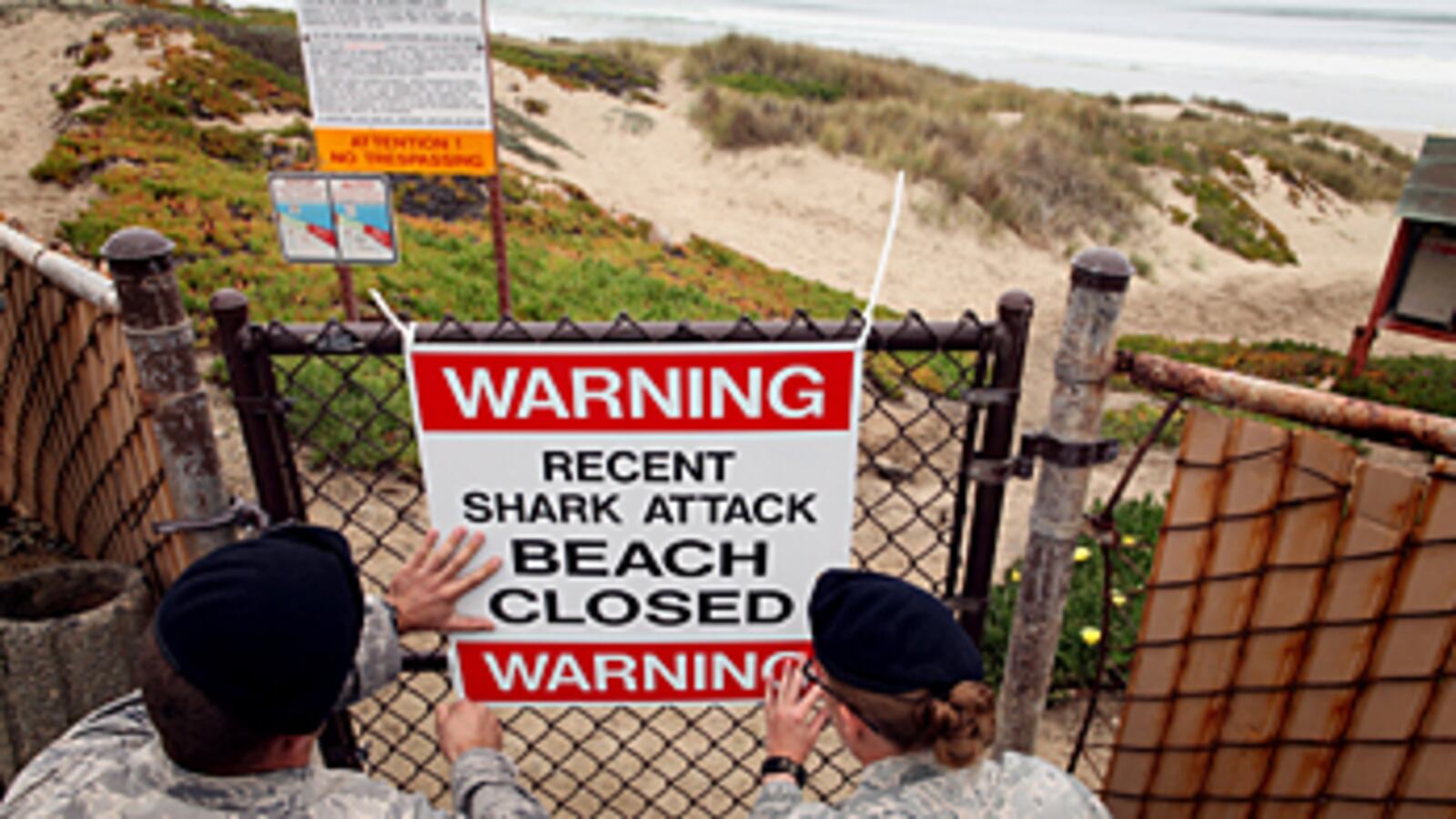 cheats/2010/10/24/shark-kills-california-surfer/shark-attack_lqej2s