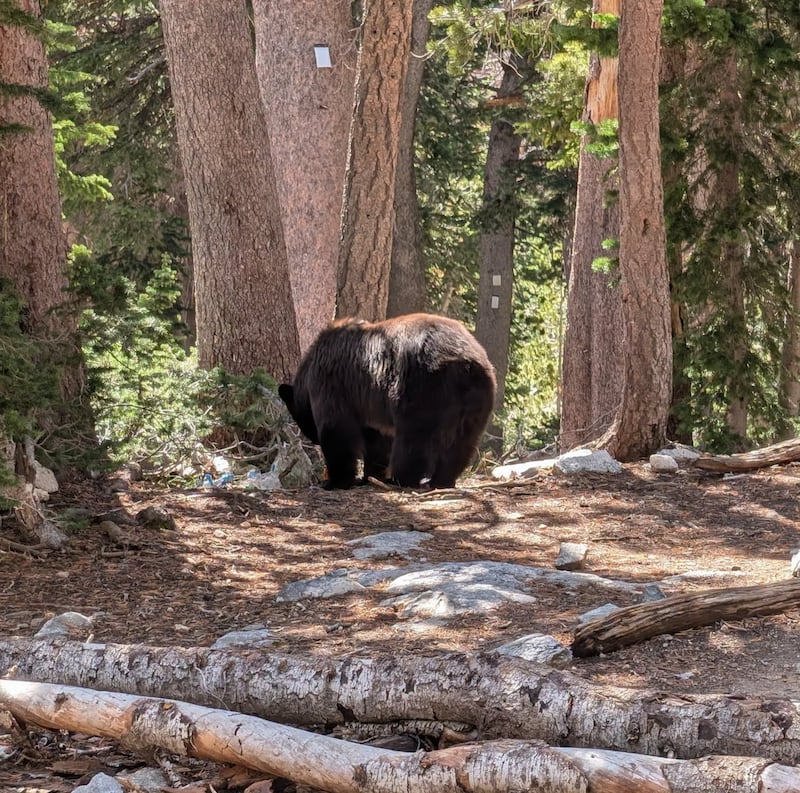 A black bear in Grand Teton National Park.