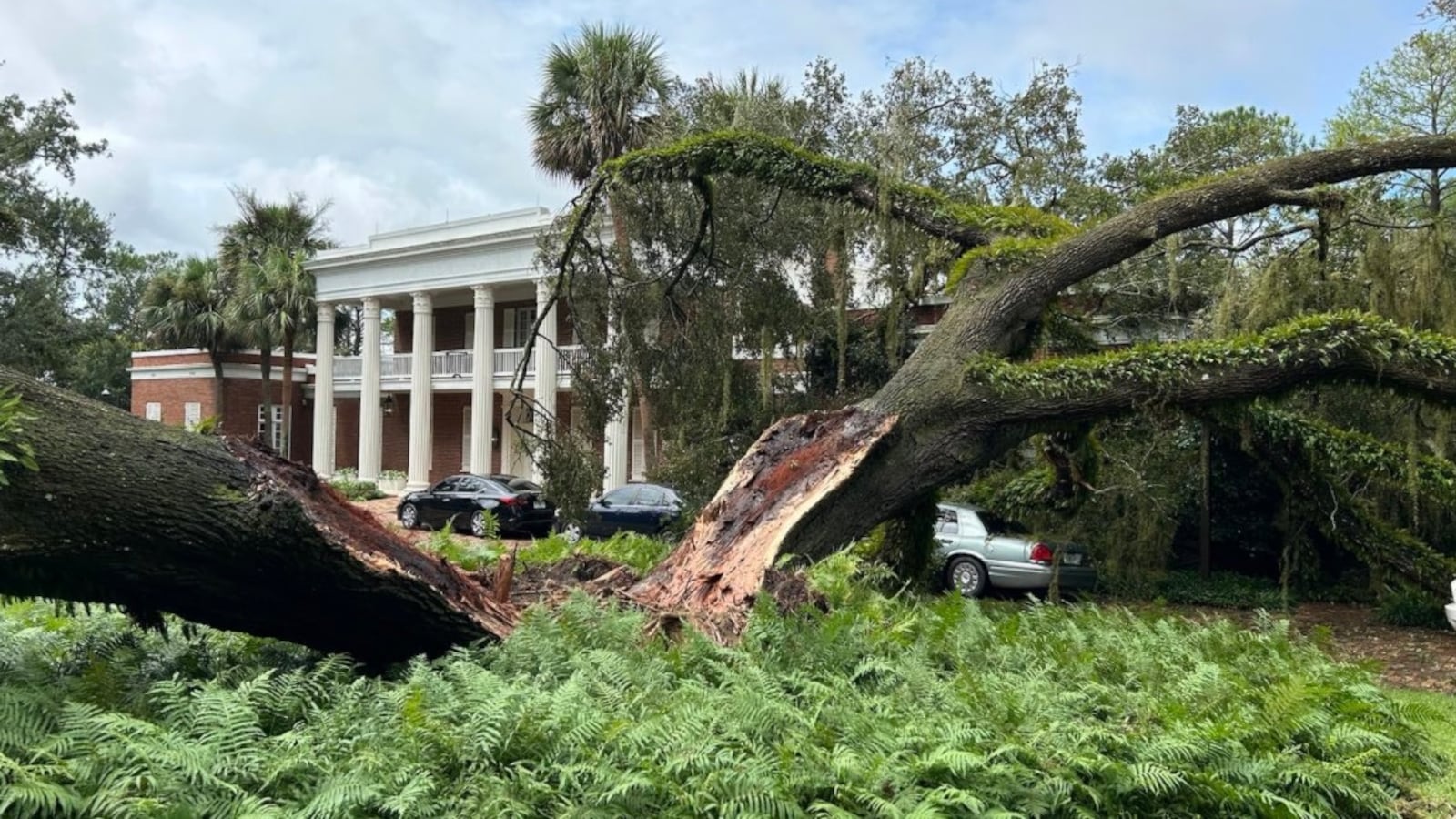 A fallen oak tree outside the governor’s mansion in Tallahassee, Florida.