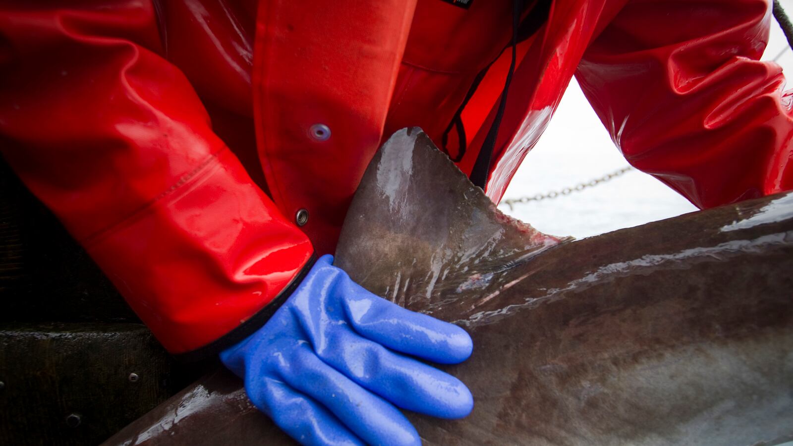 cheats/2014/02/03/man-lives-13-months-on-island/140203-castaway-cheat_rlzxu4