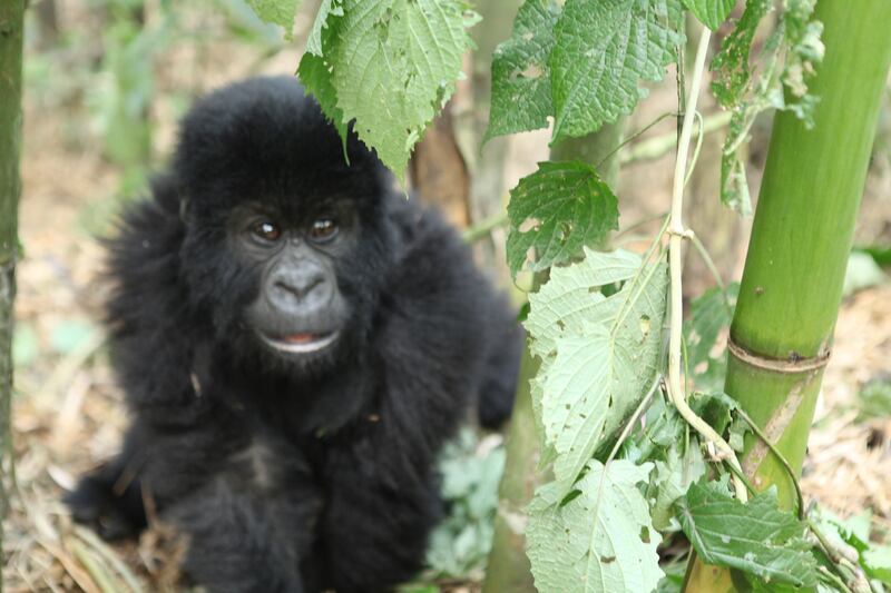 galleries/2015/06/21/the-mountain-gorillas-of-virunga-photos/150617-strochlic-gorilla7_xpqbfn