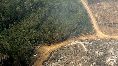 cheats/2009/01/30/dont-save-the-rainforests/rainforest_fwkxvu