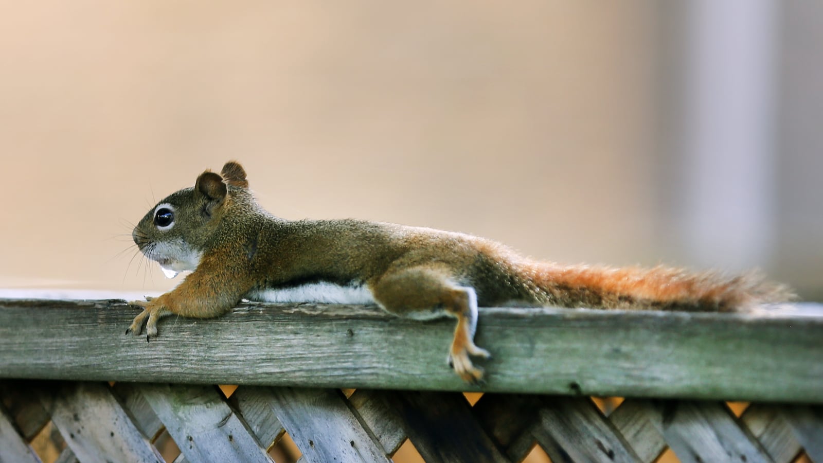 GettyImages-1242090485_sxruo1