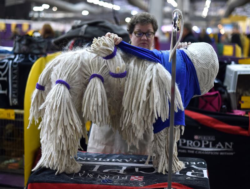 galleries/2015/02/18/westminster-kennel-clubs-annual-dog-show-photos/150217-dog-show-02_n33otw