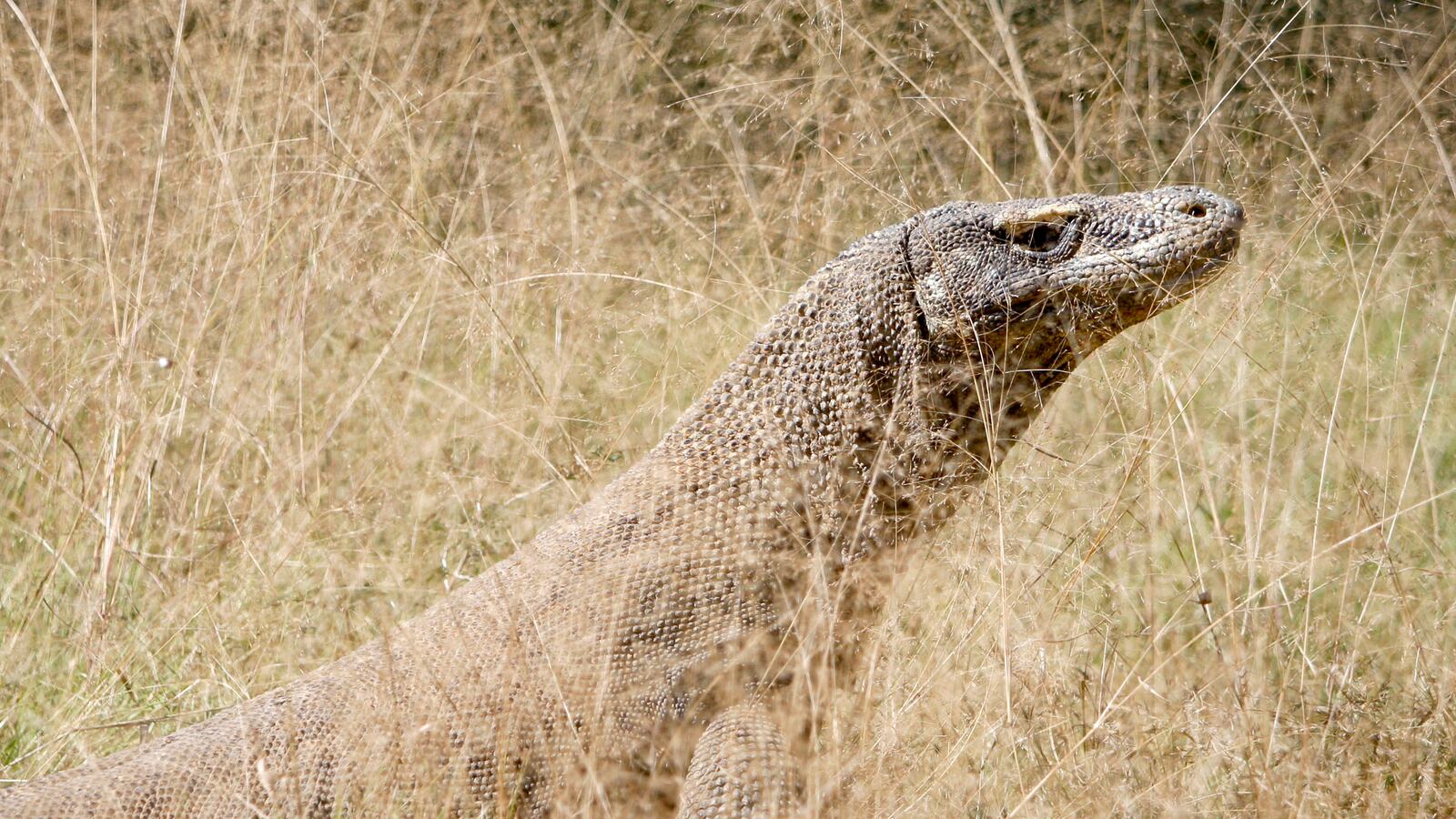 cheats/2013/04/11/komodo-dragon-attacks-woman/130411-komodo-dragon-attack-cheat_jmnzql