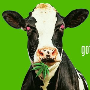 221114-Bender-Cows-High-Hemp-tease_yhdgov