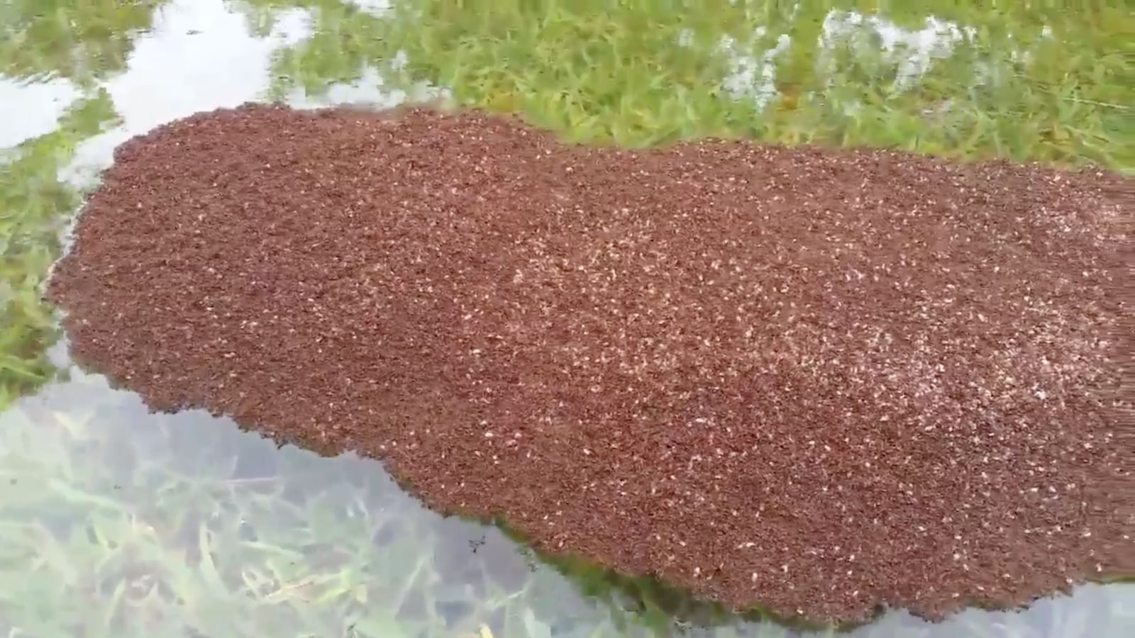 170829-FireAntHell-Hero_mqdvth