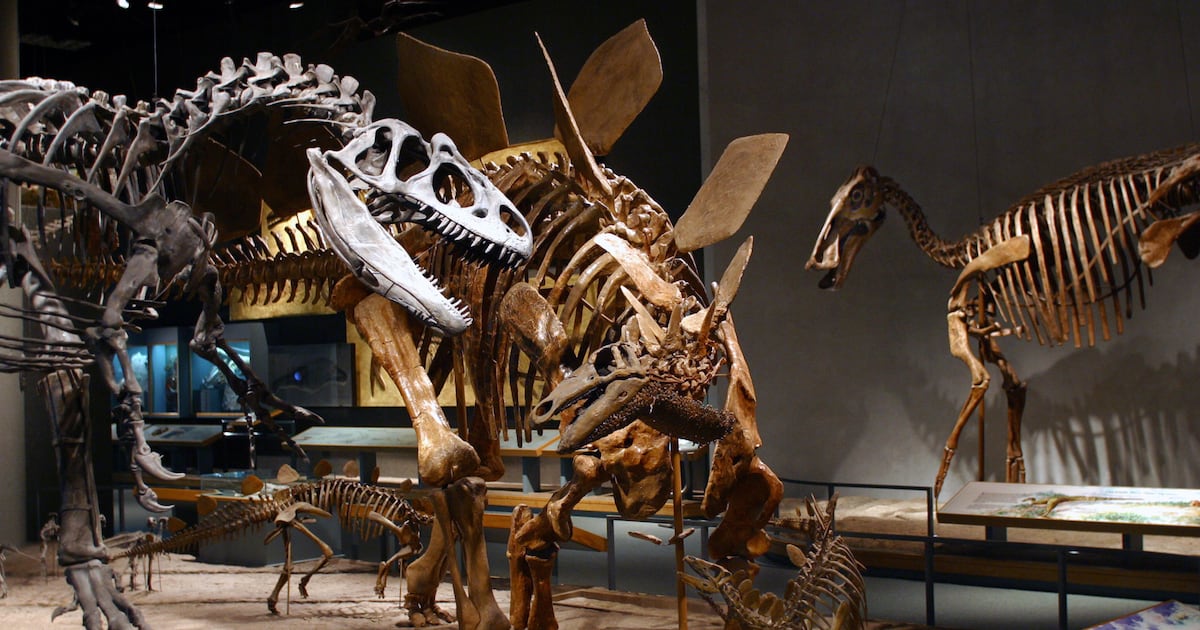 Fossil Discovery Sparks First Dino Dig at Monument in 100 Years