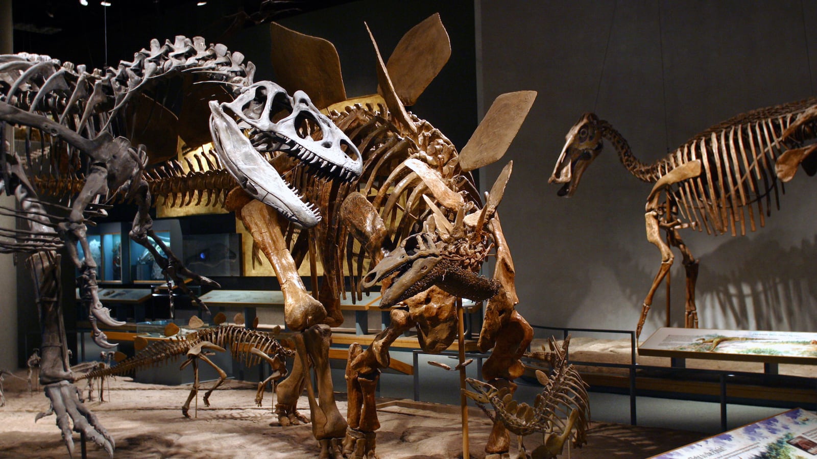 DENVER, COLO. - September 17, 2003 - Allosaurus fragillis <cq>, left, and Stegosaurus stenops <cq>, center, appear to battle as other dinosaurs look on in the Prehistoric Journey <cq> exhibit at the Denver Museum of Nature & Science Wednesday afternoon, 9/17/03. (Jerry Cleveland / The Denver Post) www.dmns.org Julia Taylor, 303-370-6384 (Photo By Jerry Cleveland/The Denver Post via Getty Images)