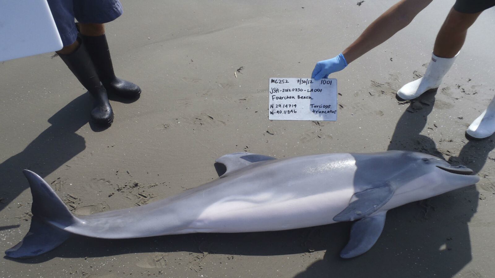 cheats/2015/05/21/bp-oil-spill-connected-to-dolphin-deaths/150521-dead-dolphins-gulf-oil-spill-cheat_fqk0tg