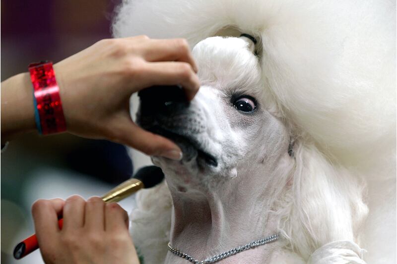 galleries/2012/02/14/best-westminster-dog-show-photos/photo-of-the-day-120213_ssjt33