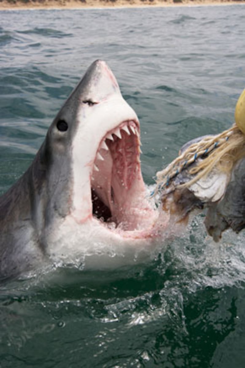 galleries/2010/06/29/shark-week/shark-week---1_hctrb2