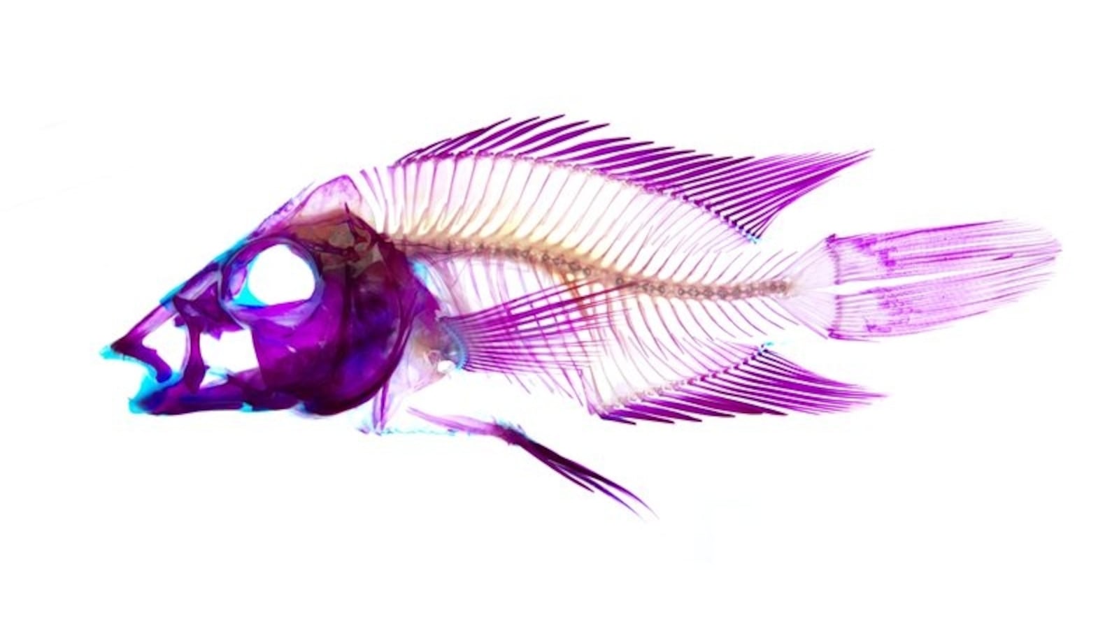 48_caquetaia_spectabilis_mc_gilbert_goxcex